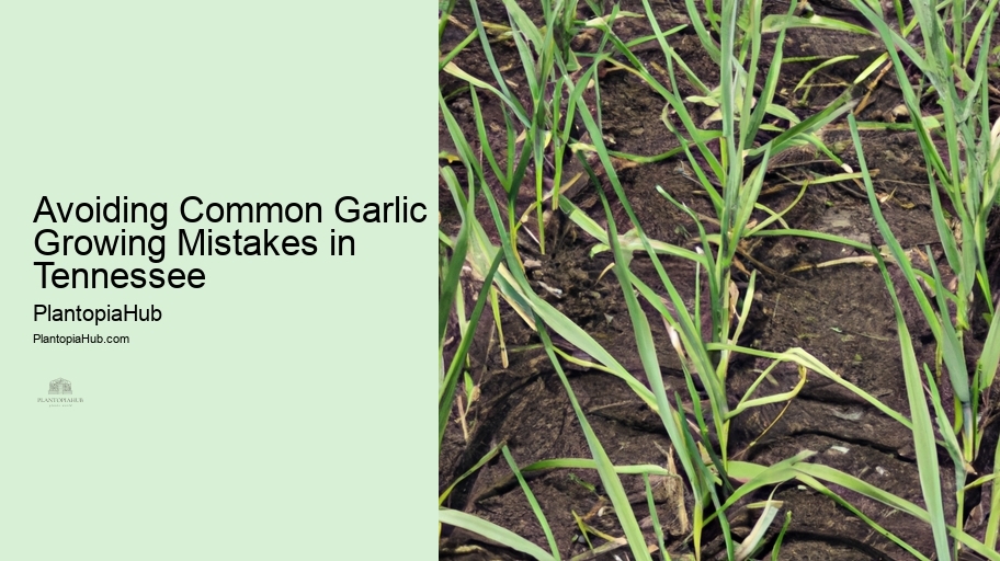 Avoiding Common Garlic Growing Mistakes in Tennessee