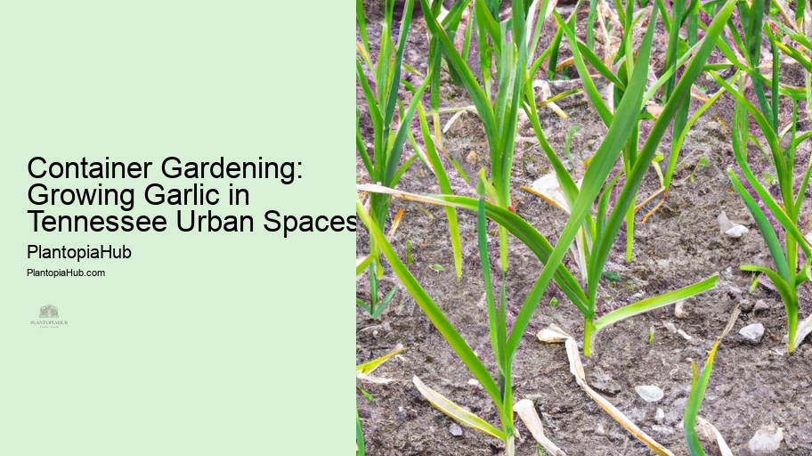 Container Gardening: Growing Garlic in Tennessee Urban Spaces