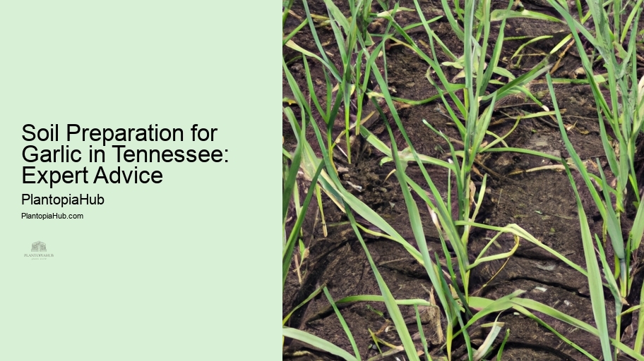 Soil Preparation for Garlic in Tennessee: Expert Advice