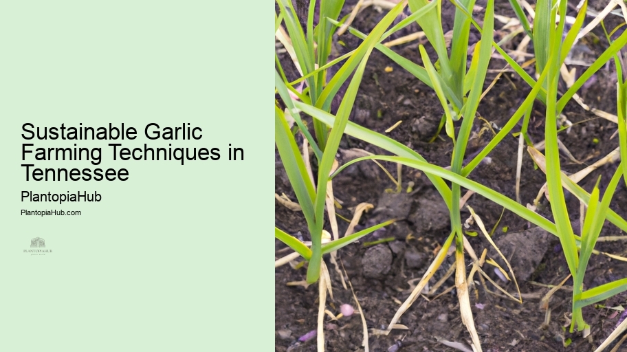 Sustainable Garlic Farming Techniques in Tennessee