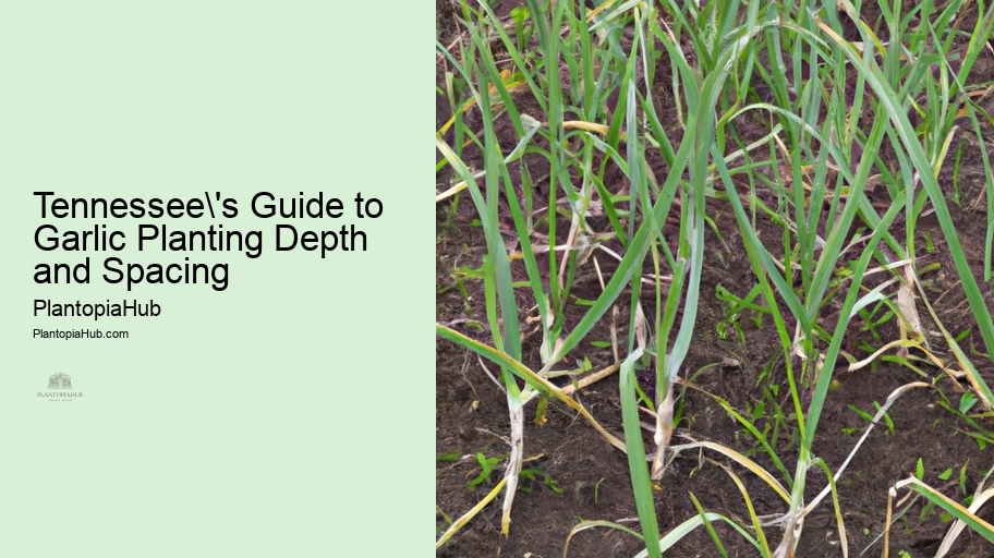 Tennessee's Guide to Garlic Planting Depth and Spacing