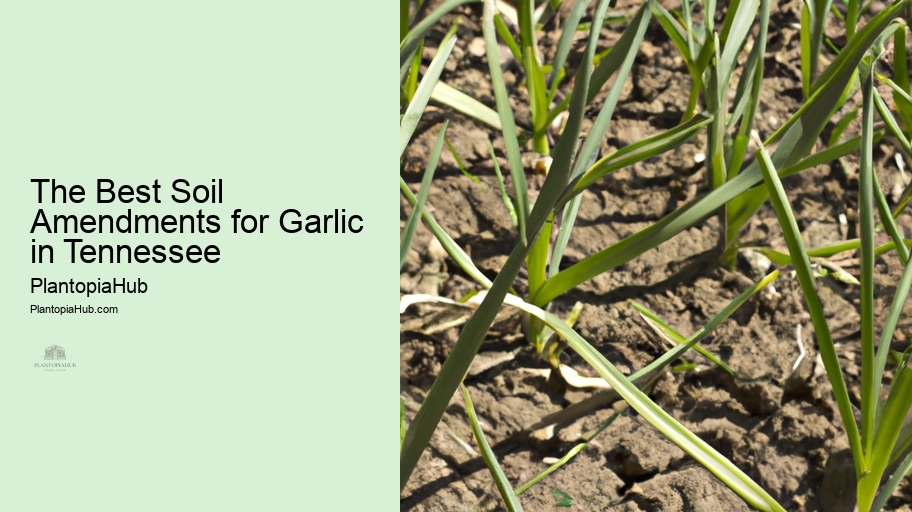 The Best Soil Amendments for Garlic in Tennessee