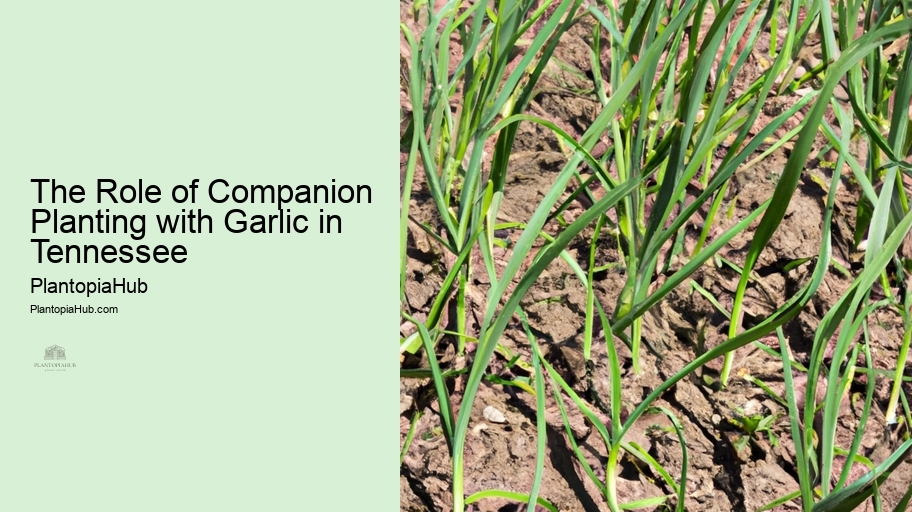 The Role of Companion Planting with Garlic in Tennessee