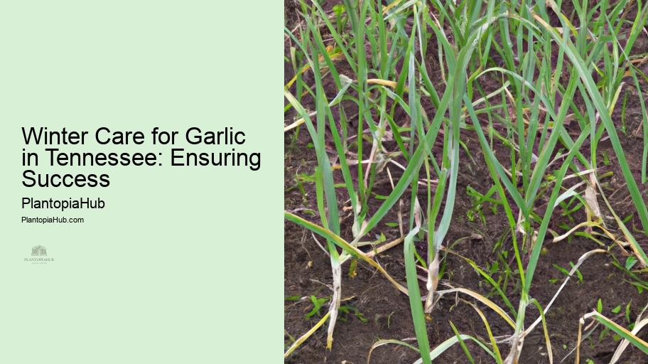 Winter Care for Garlic in Tennessee: Ensuring Success